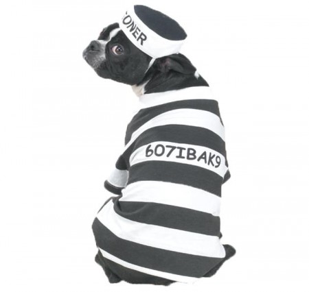 Prison Dog