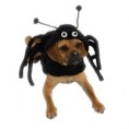 Spider Dog